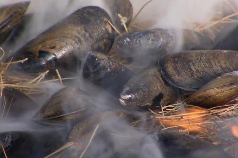 Mussels on Pine Needles