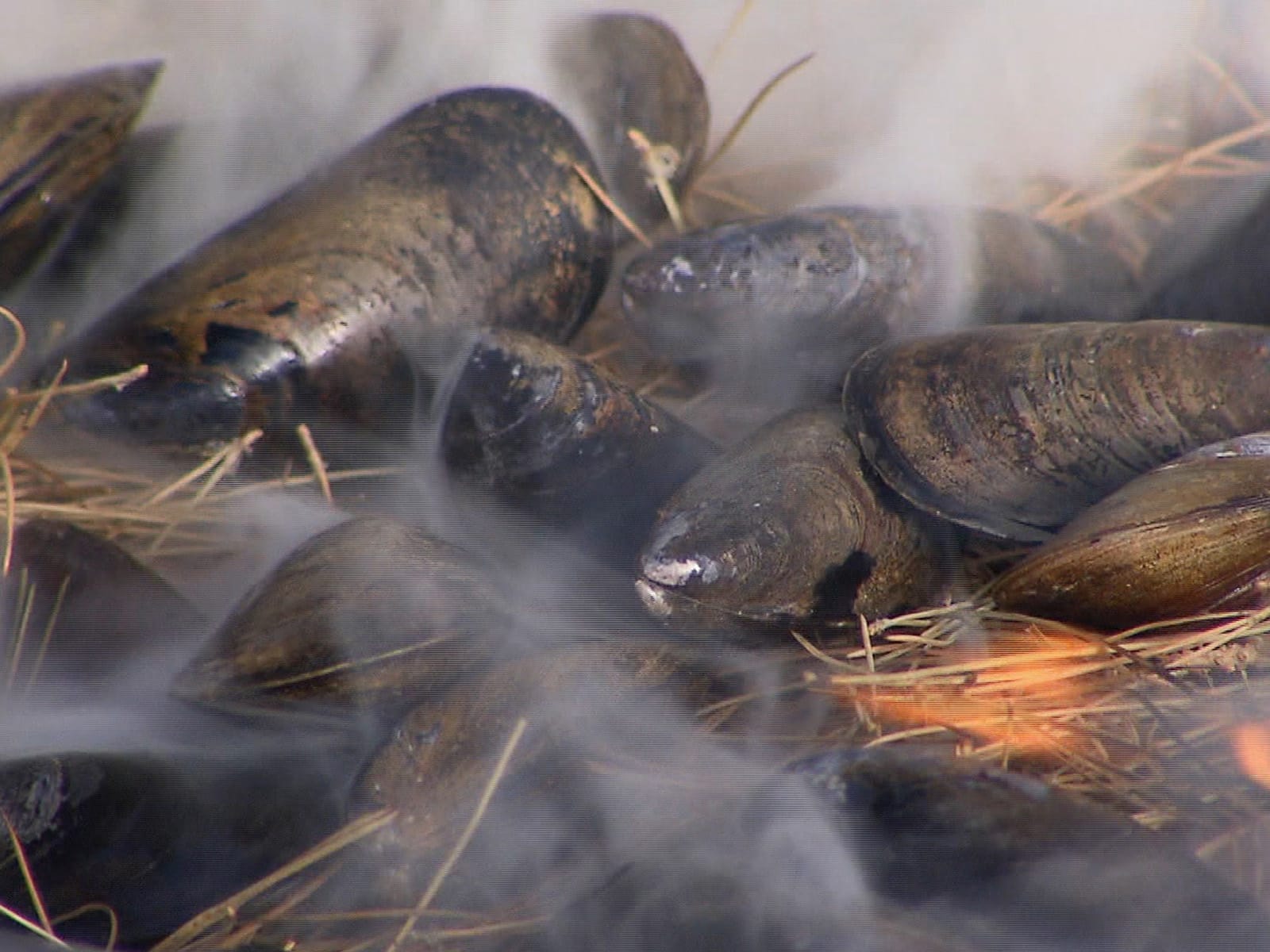 Opened mussels steaming in a pan over pine needles on a grill.